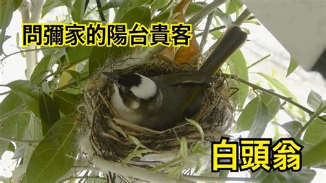 鳥來陽台築巢|野鳥庭前築巢 預示居家風水好兆頭 